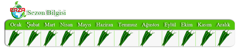 Patlıcan İhracatı