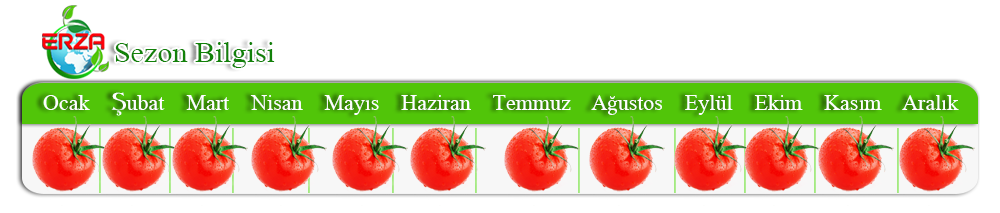 Domates İhracatı