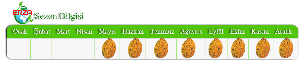 Mersin'de Kavun İhracatı