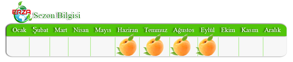 Şekerpare İhracatı