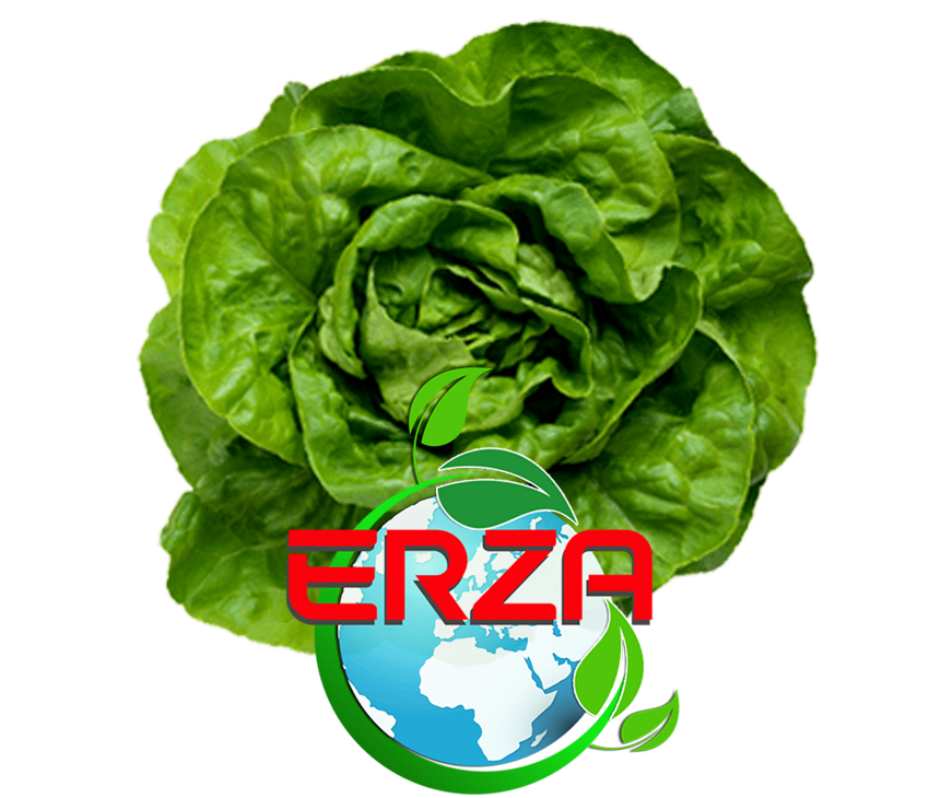Mersin'den Sebze İhracatı