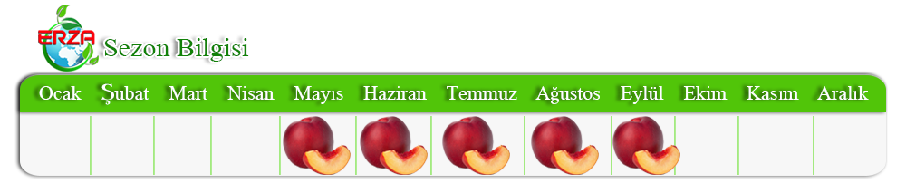 Nektarin İhracatı