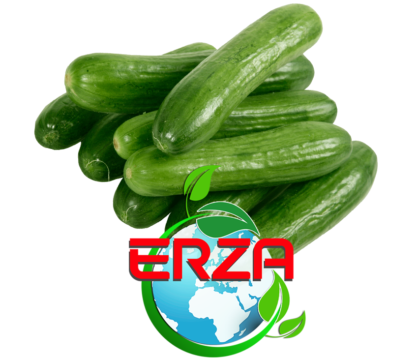 Salatalık İhracatı