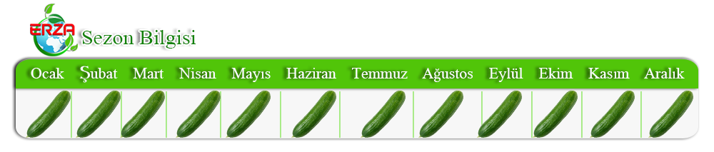 Patlıcan İhracatı