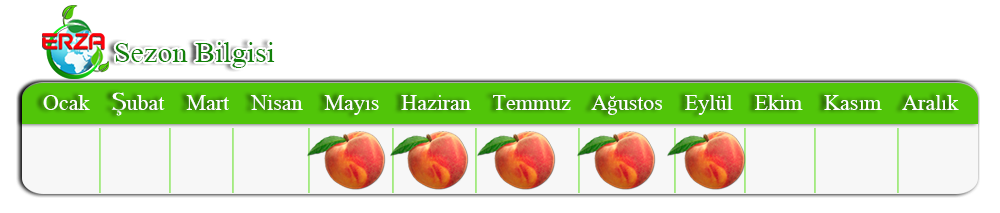Şeftali İhracatı